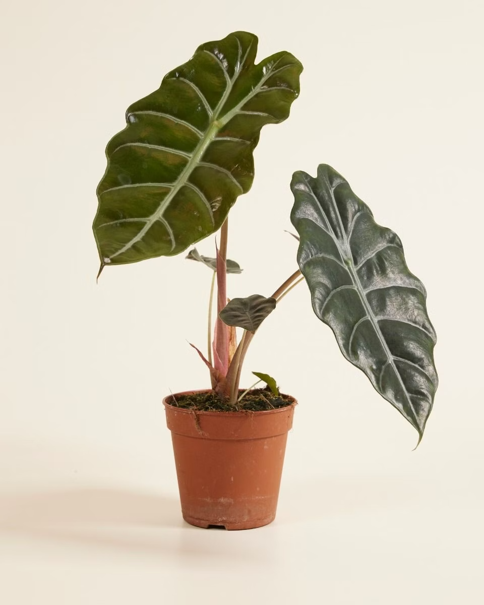 Alocasia Chantrieri نبات داخلي ألوكاسيا (Houseplants)