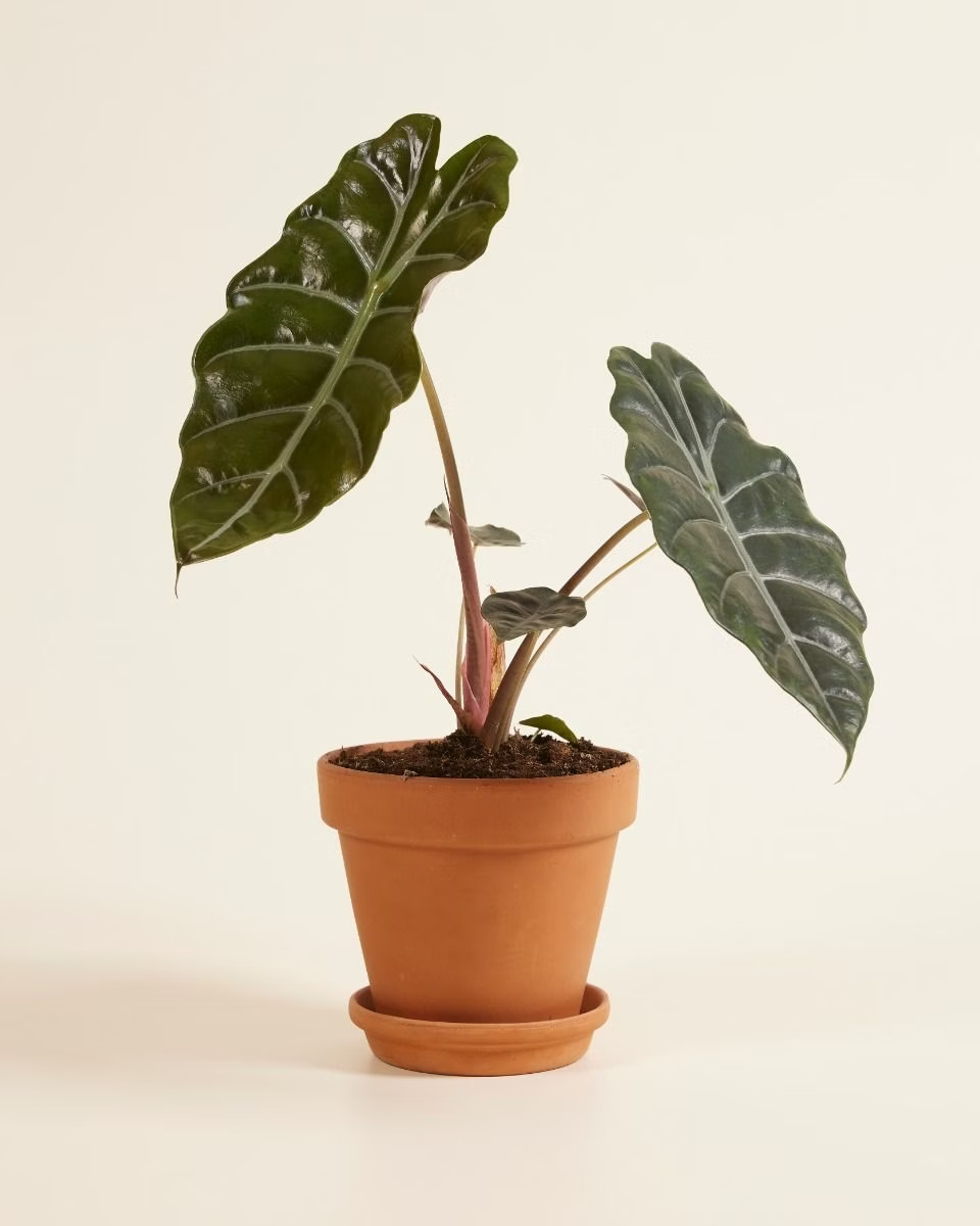 Alocasia Chantrieri نبات داخلي ألوكاسيا (Houseplants)