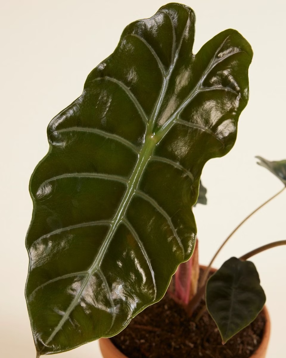 Alocasia Chantrieri ألوكاسيا