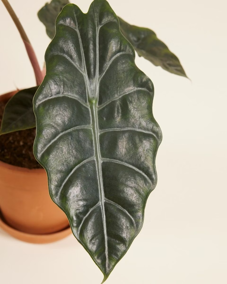 Alocasia Chantrieri نبات داخلي ألوكاسيا (Houseplants)