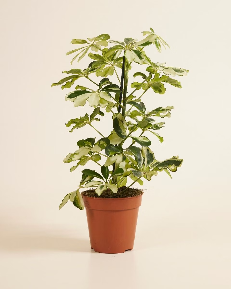 Schefflera Charlotte (Umbrella tree)