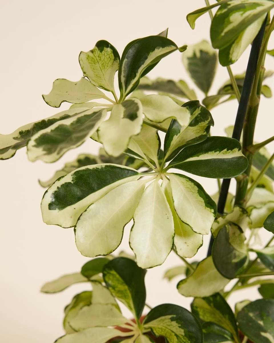 Schefflera Charlotte (Umbrella tree)