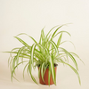 Chlorophytum Variegated - Spider Plant نبتة العنكبوت