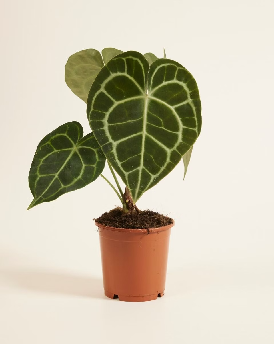 Anthurium Clarinervium أنثوريوم نبات داخلي