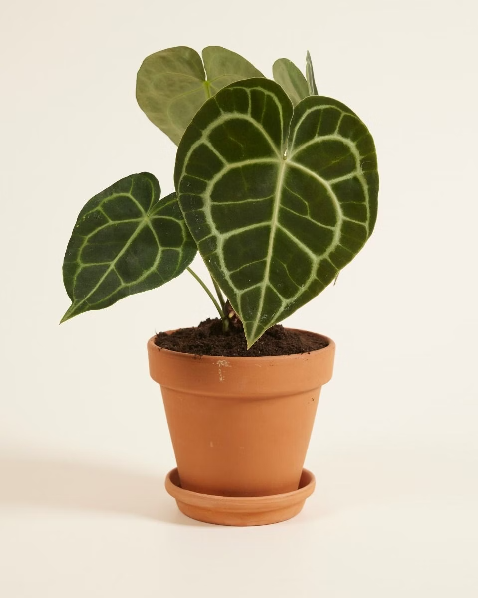 anthurium clarin Anthurium Clarinervium أنثوريوم نبات داخلي – NABAT