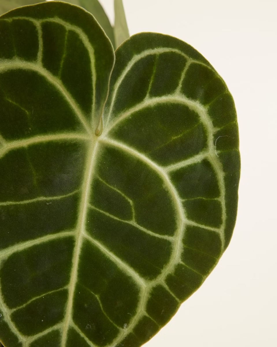 Anthurium Clarinervium أنثوريوم نبات داخلي