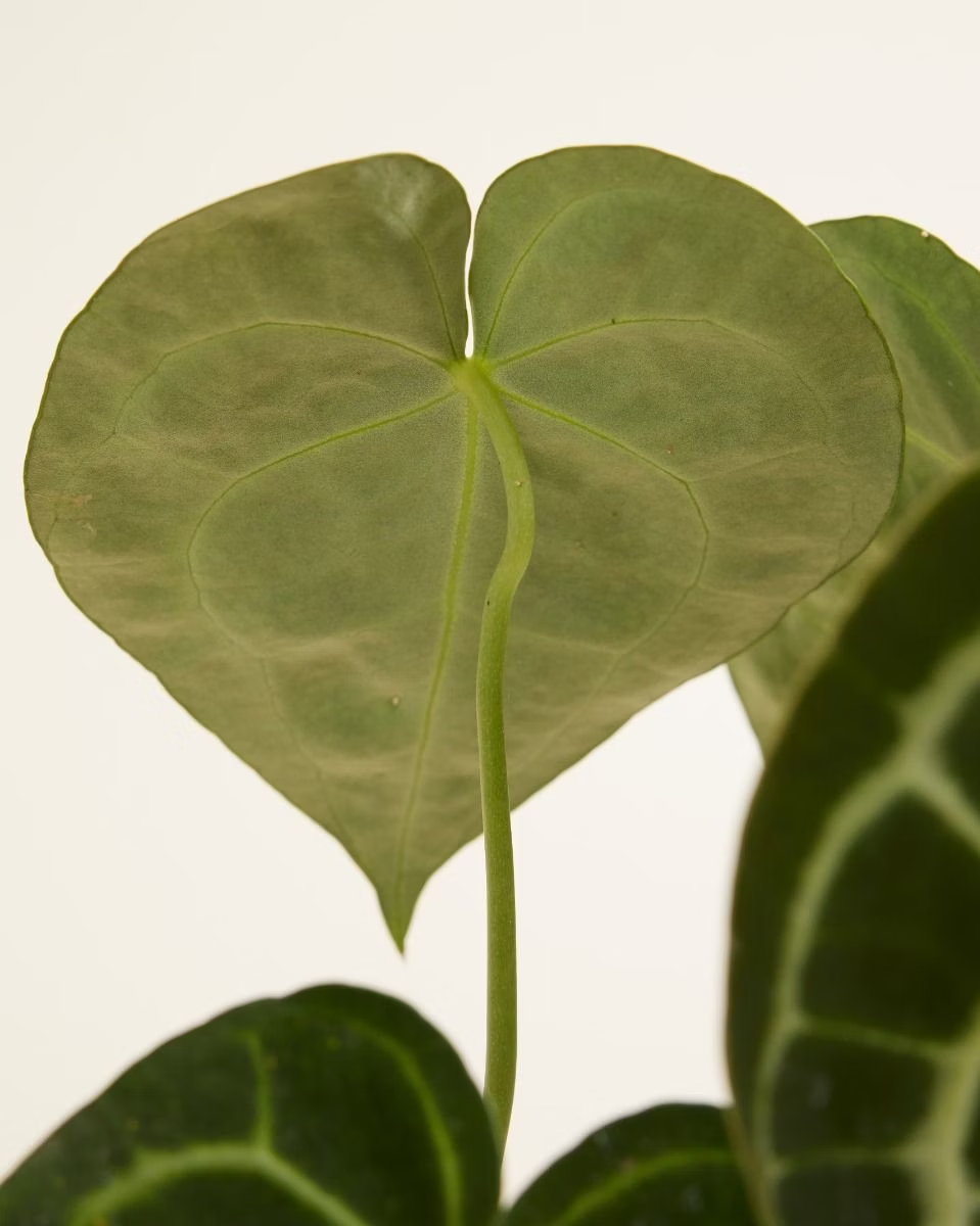 Anthurium Clarinervium أنثوريوم نبات داخلي