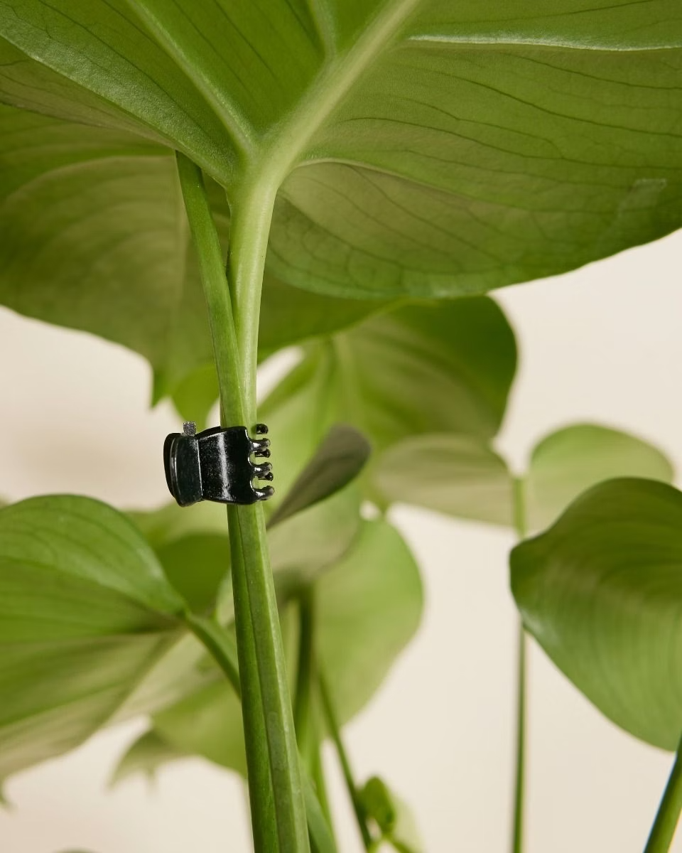 Plant Clip Black (20 Pcs)