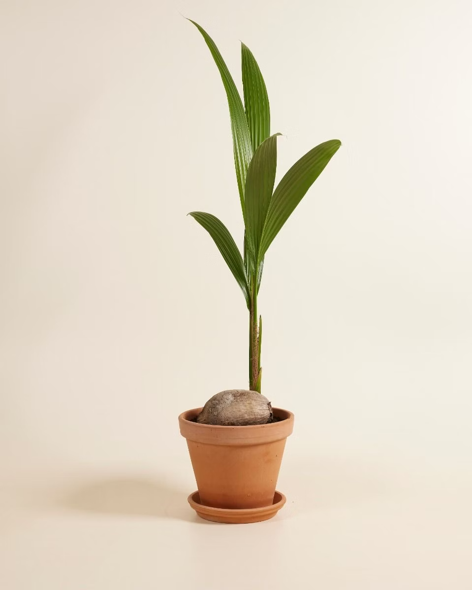 Palm Coconut (Cocos nucifera) شجرة جوز الهند