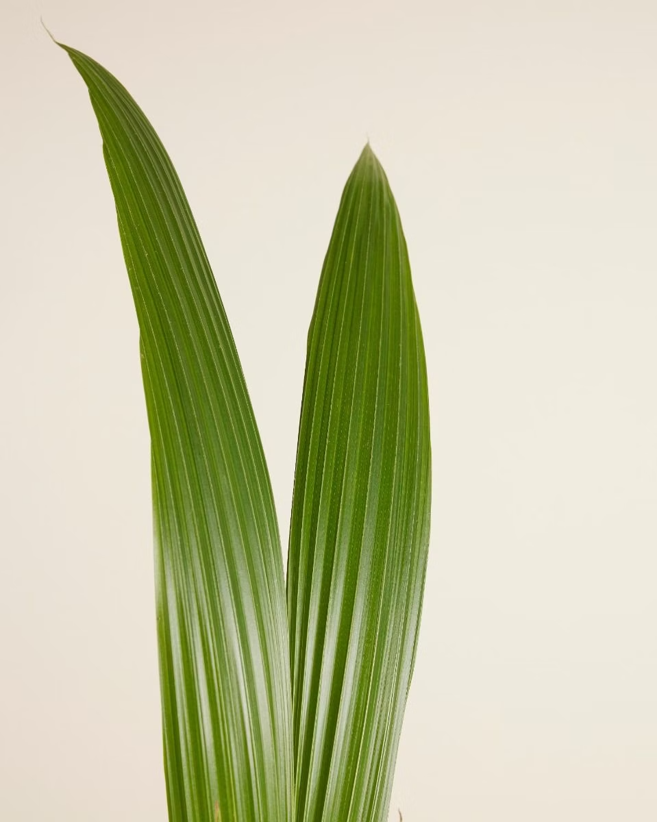 Palm Coconut (Cocos nucifera) شجرة جوز الهند