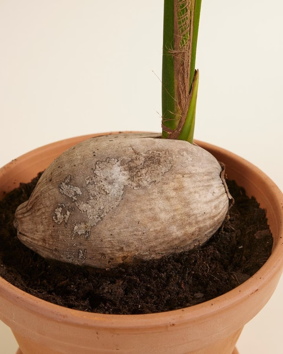 Palm Coconut (Cocos nucifera) شجرة جوز الهند