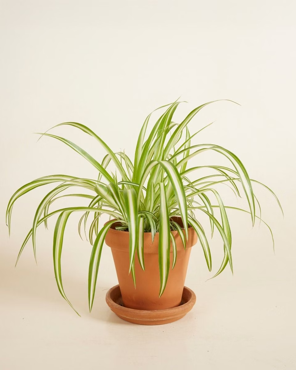 Chlorophytum Variegated - Spider Plant نبتة العنكبوت