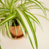 Chlorophytum Variegated - Spider Plant نبتة العنكبوت
