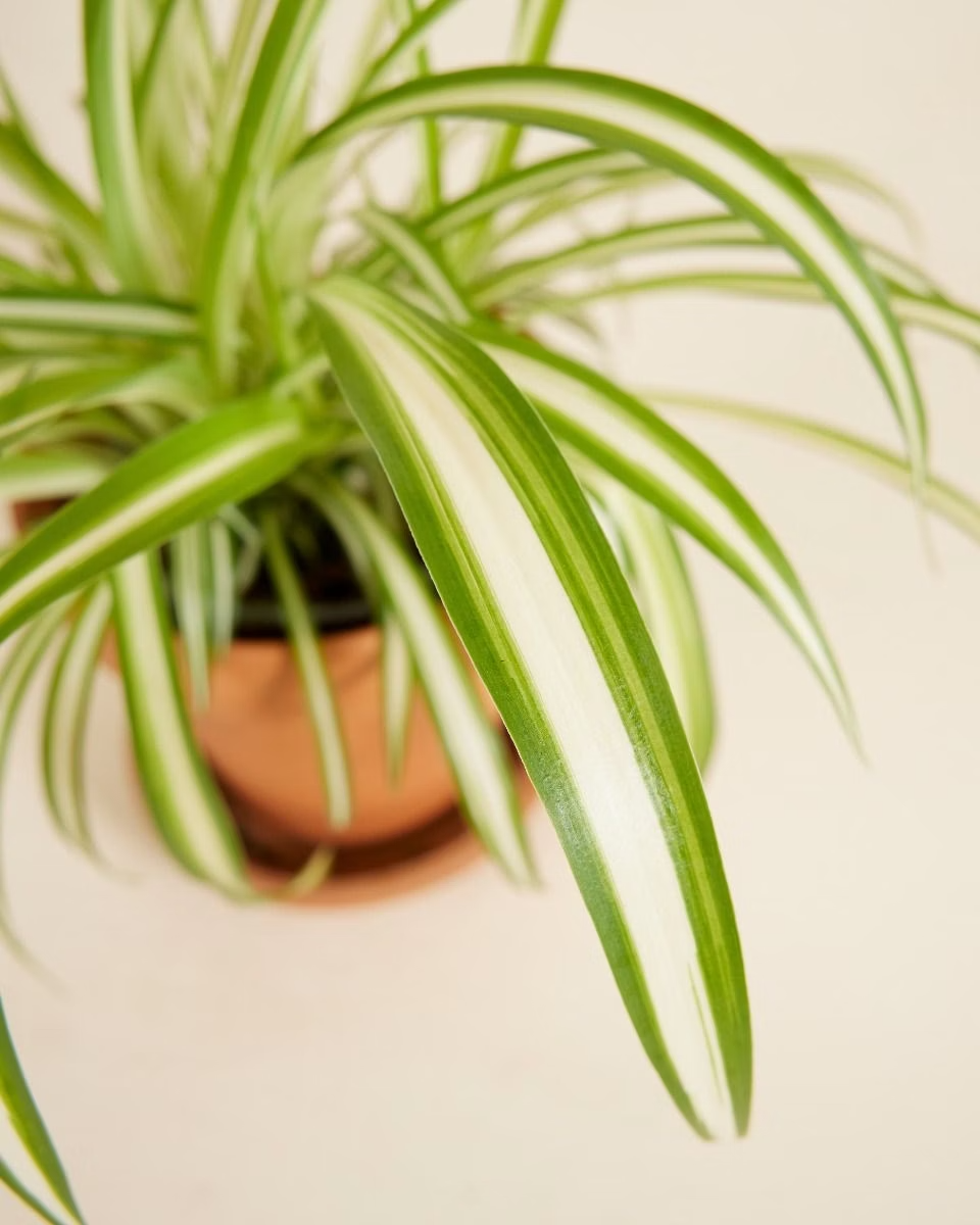 Chlorophytum Variegated - Spider Plant نبتة العنكبوت