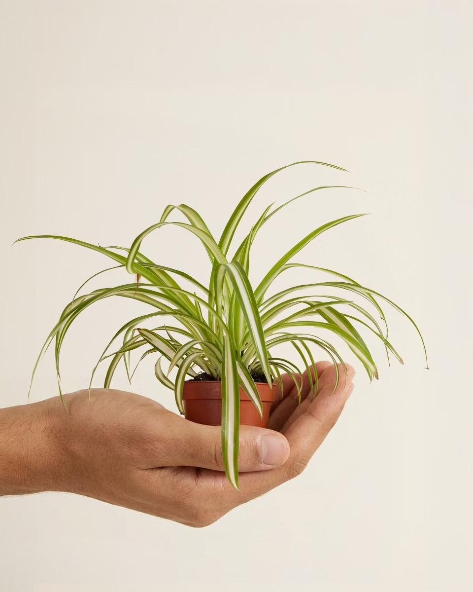 Baby Chlorophytum Comosum Variegatum