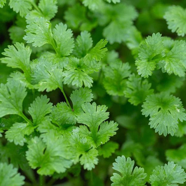 Cilantro Slow Bolt - supplier photo