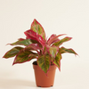 Aglaonema Crete Flame