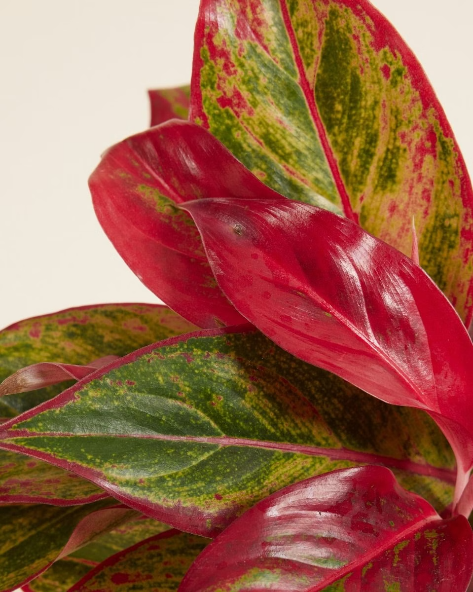 aglaonema crete Aglaonema Crete Flame – NABAT