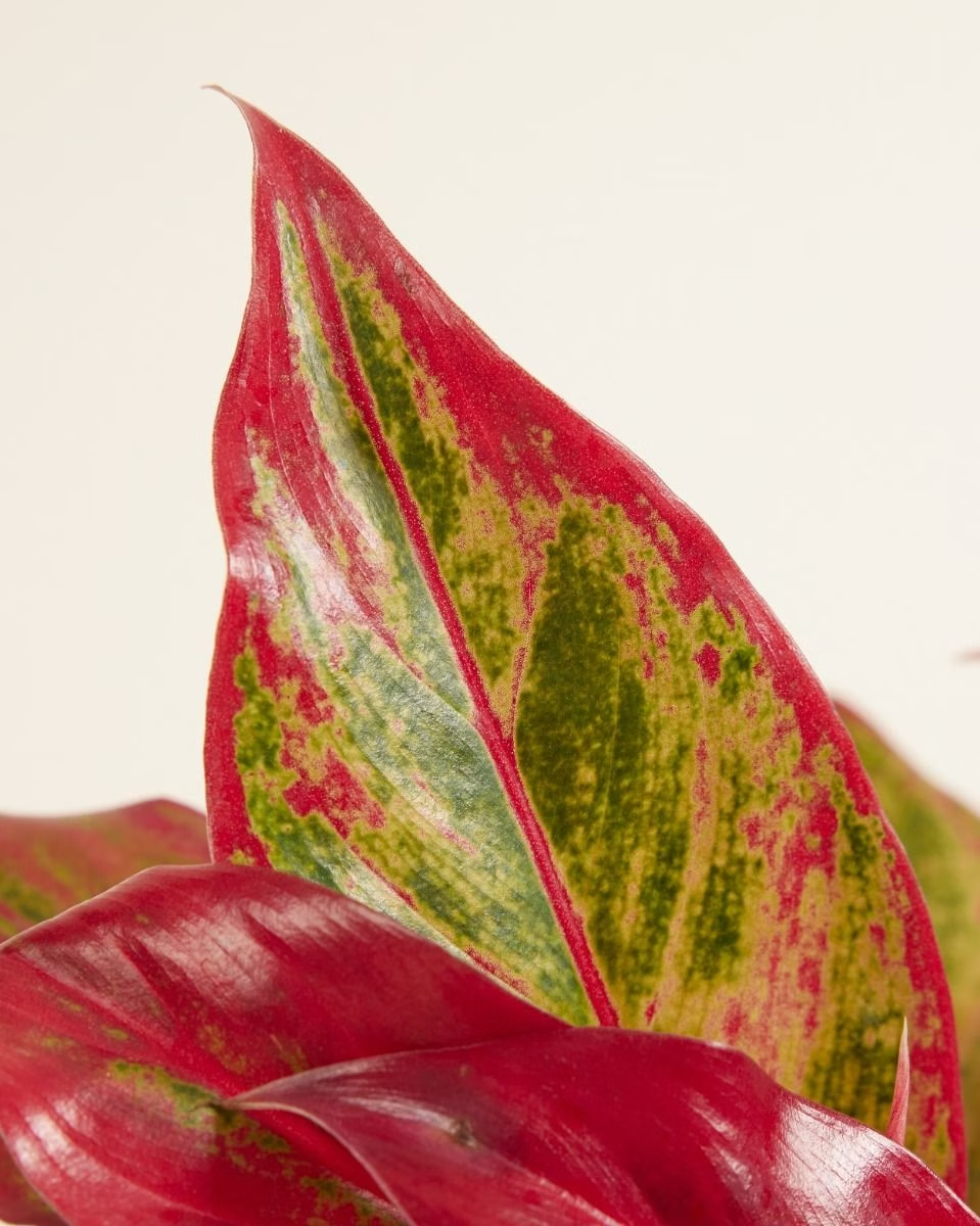 aglaonema creta Aglaonema Crete Flame – NABAT