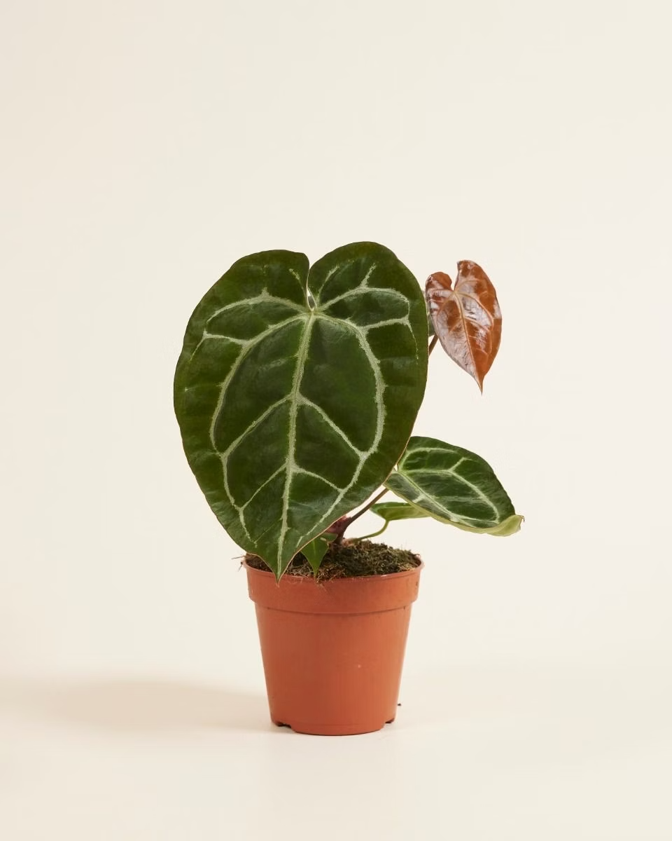 Anthurium Crystallinum أنثوريوم كريستالينوم