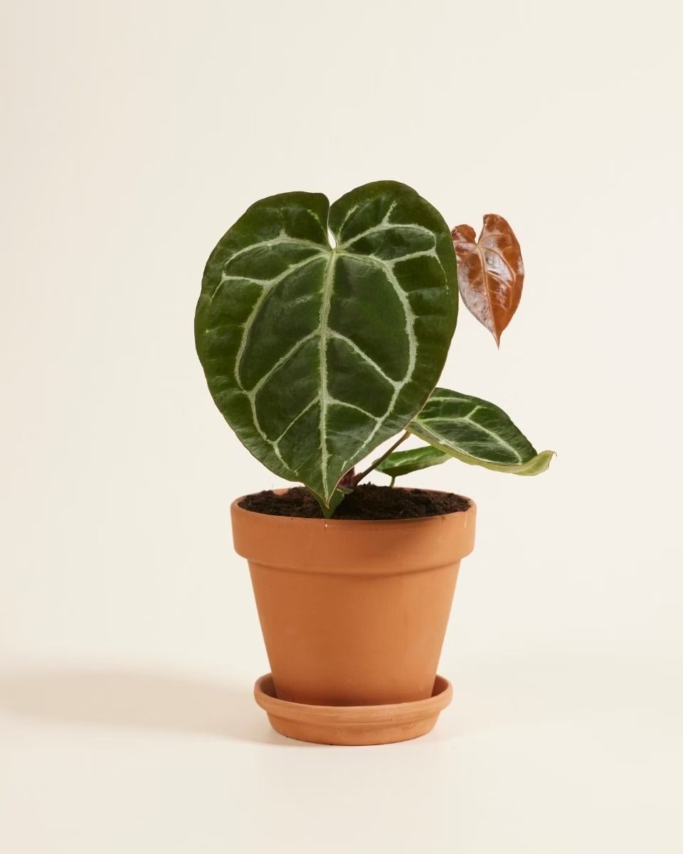 Anthurium Crystallinum أنثوريوم كريستالينوم