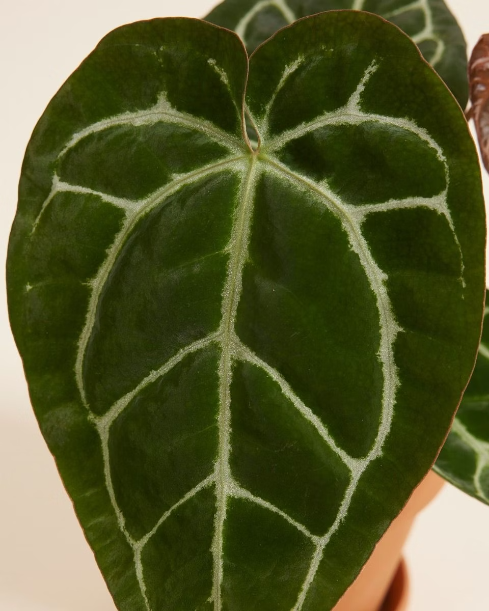 Anthurium Crystallinum أنثوريوم كريستالينوم