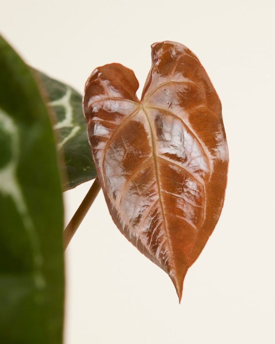 Anthurium Crystallinum أنثوريوم كريستالينوم