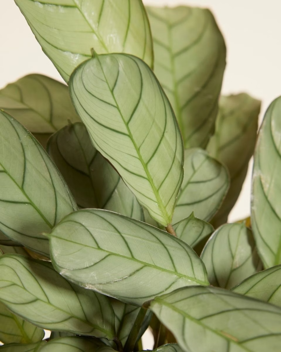 Ctenanthe Amagris (Never Never plant)