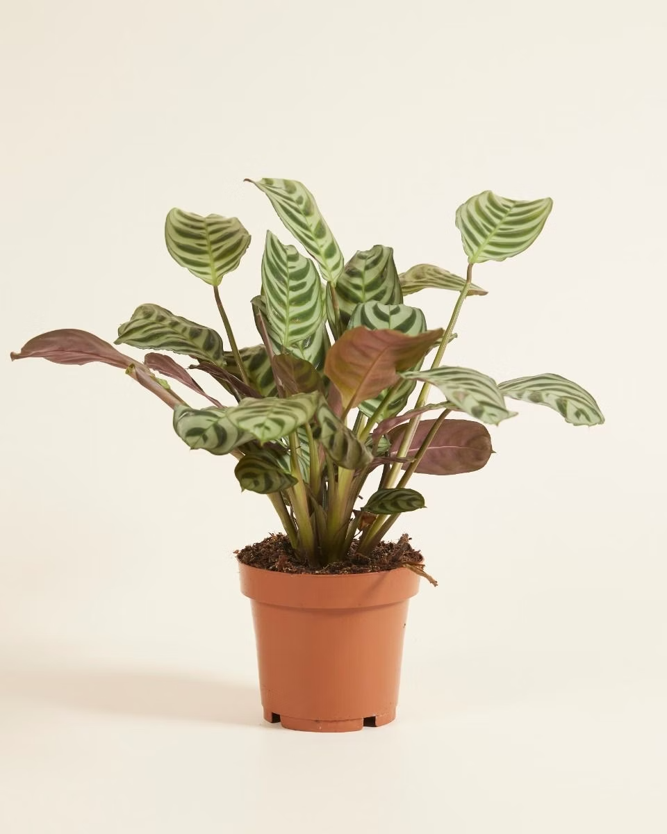 Ctenanthe Burle Marxii