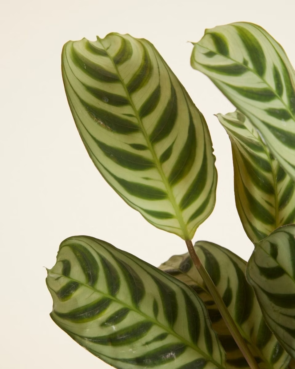 Ctenanthe Burle Marxii