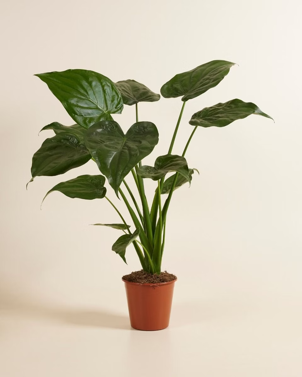 Alocasia Cucullata ألوكاسيا كوكولاتا