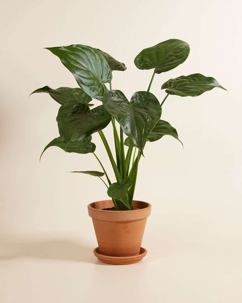 Alocasia Cucullata ألوكاسيا كوكولاتا