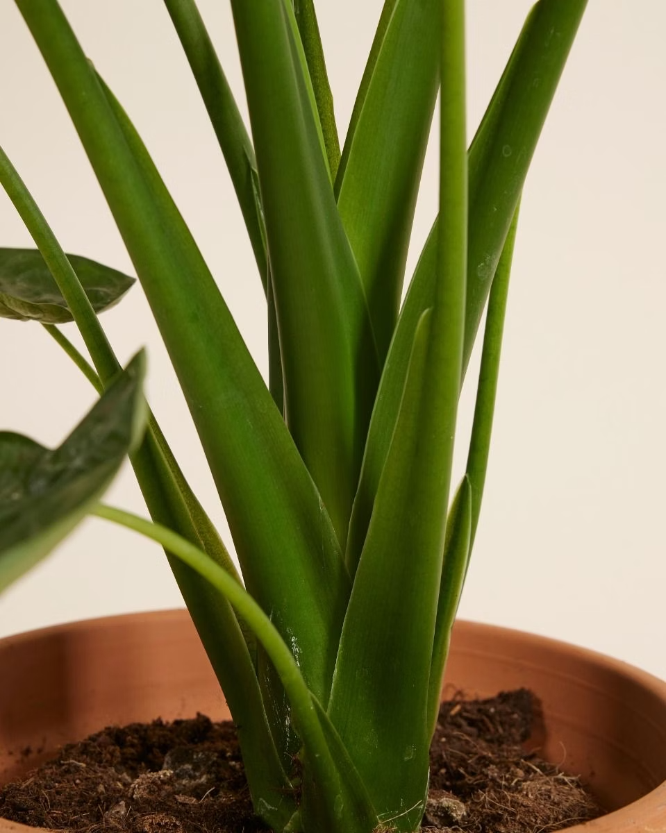 Alocasia Cucullata ألوكاسيا كوكولاتا