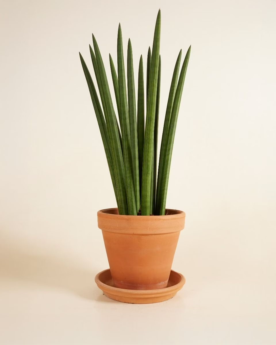 Cylindrica ‘Straight’ (African Spear) سانسيفيريا أسطوانية
