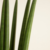 Cylindrica ‘Straight’ (African Spear) سانسيفيريا أسطوانية