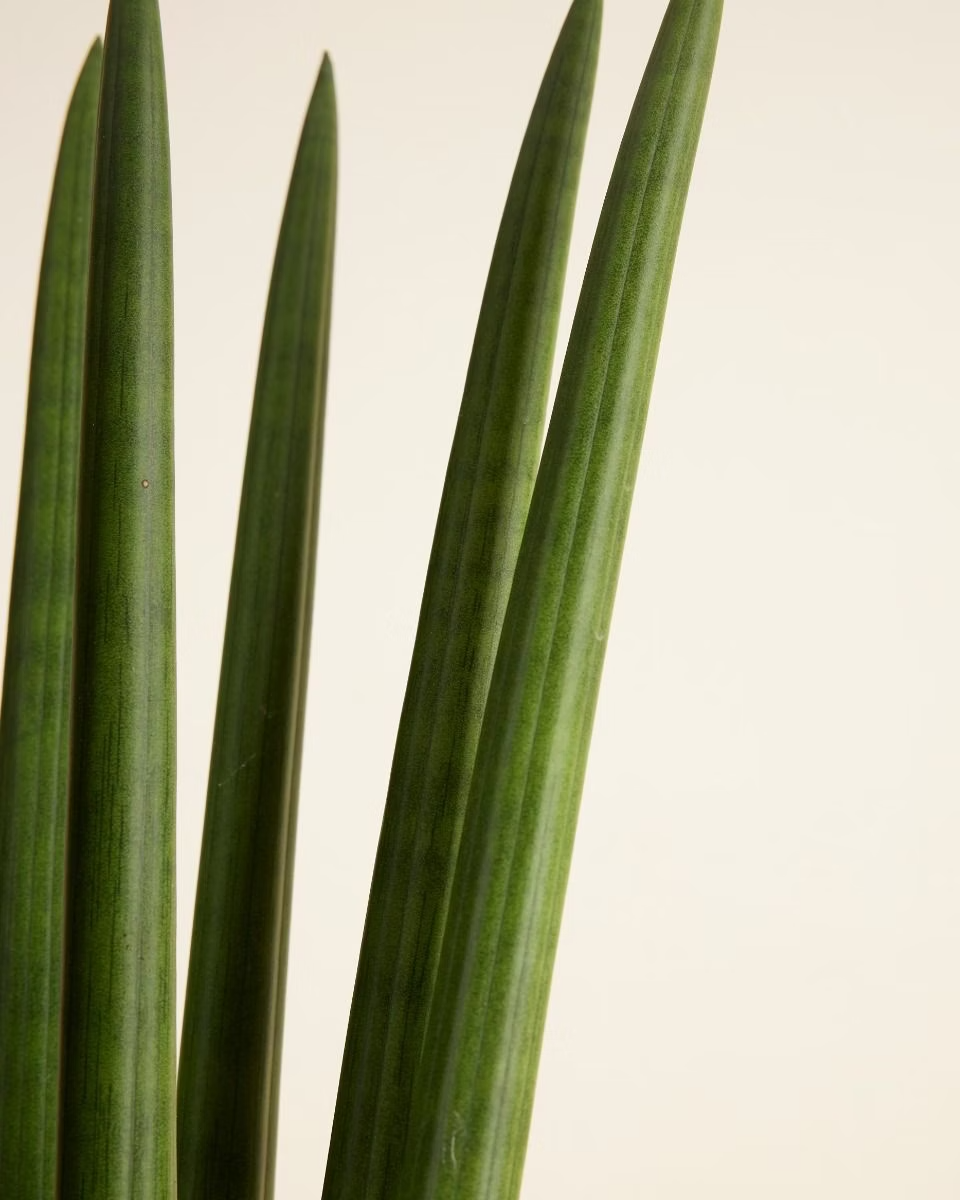 Cylindrica ‘Straight’ (African Spear) سانسيفيريا أسطوانية