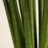 Cylindrica ‘Straight’ (African Spear) سانسيفيريا أسطوانية