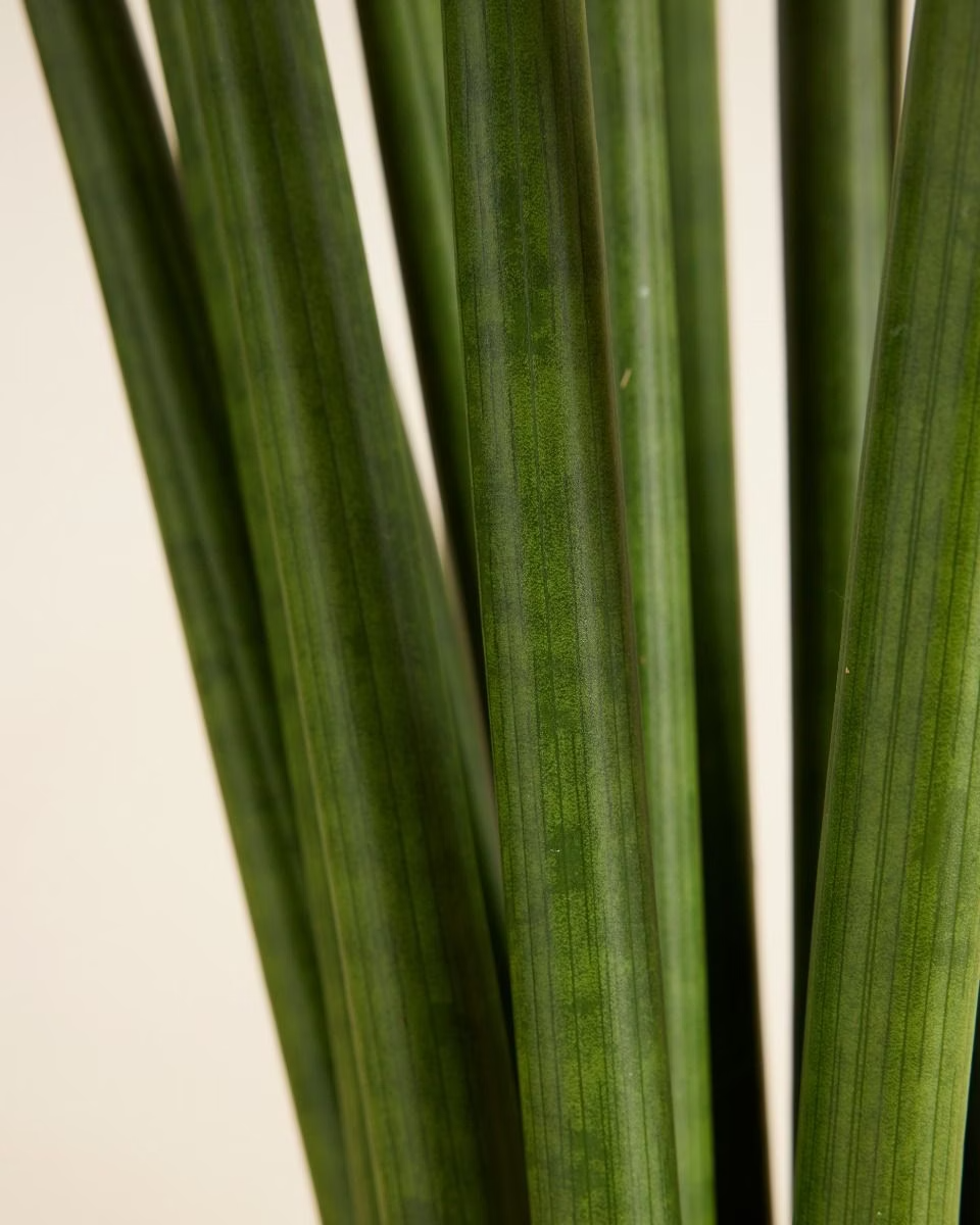 Cylindrica ‘Straight’ (African Spear) سانسيفيريا أسطوانية