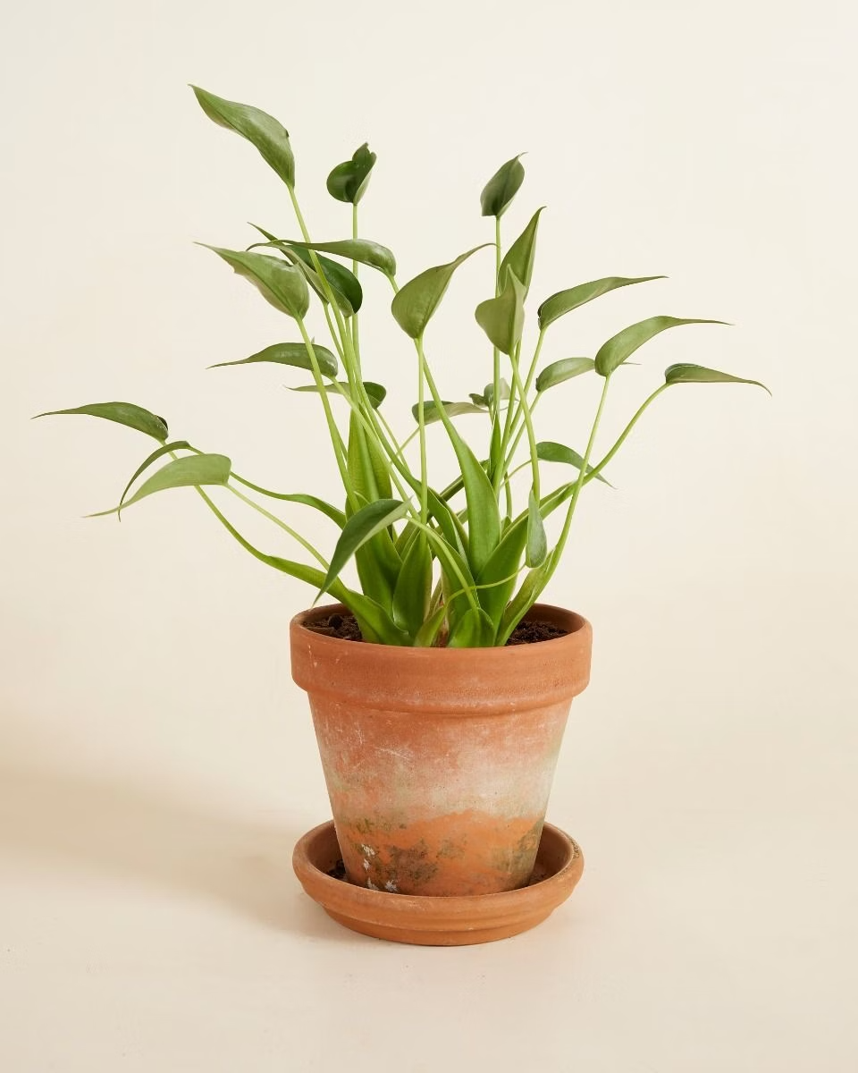 Alocasia Tiny Dancer نبات داخلي ألوكاسيا