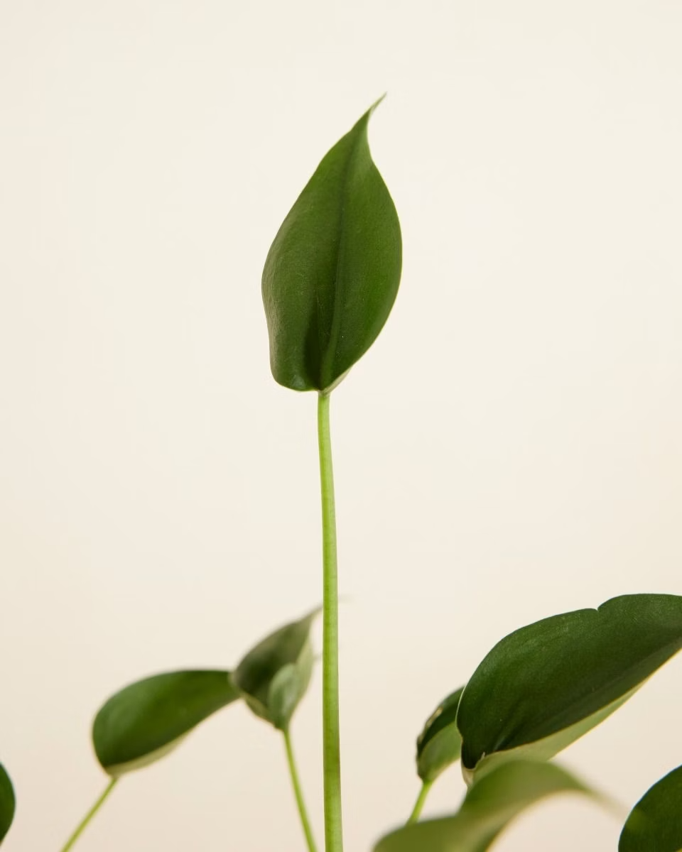 Alocasia Tiny Dancer نبات داخلي ألوكاسيا