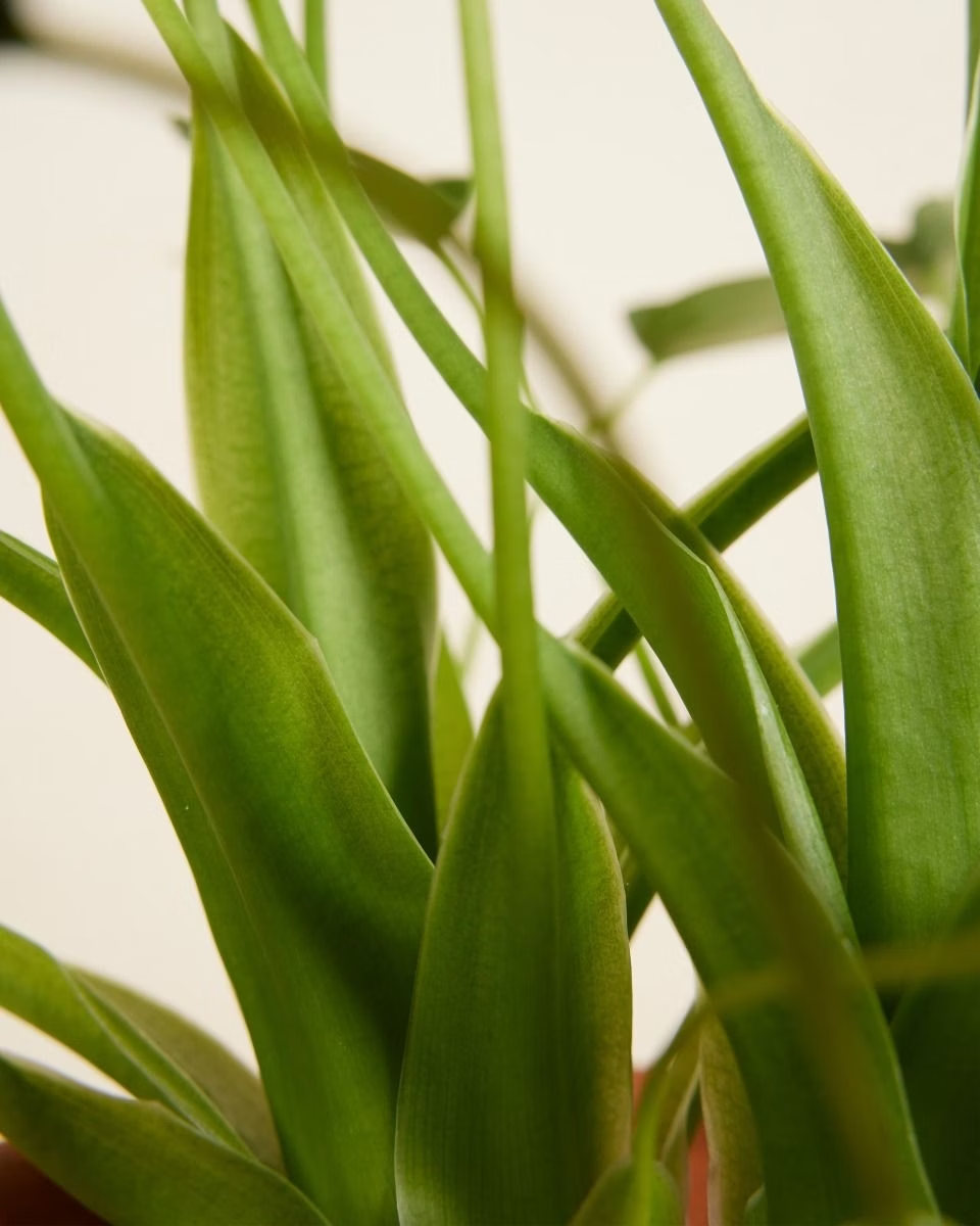 Alocasia Tiny Dancer نبات داخلي ألوكاسيا