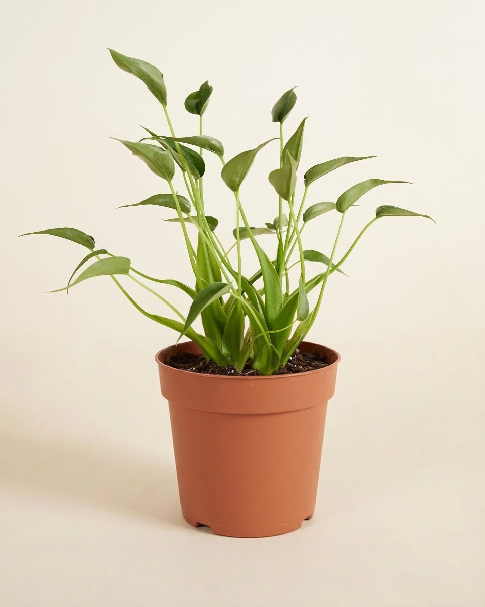 Alocasia Tiny Dancer نبات داخلي ألوكاسيا