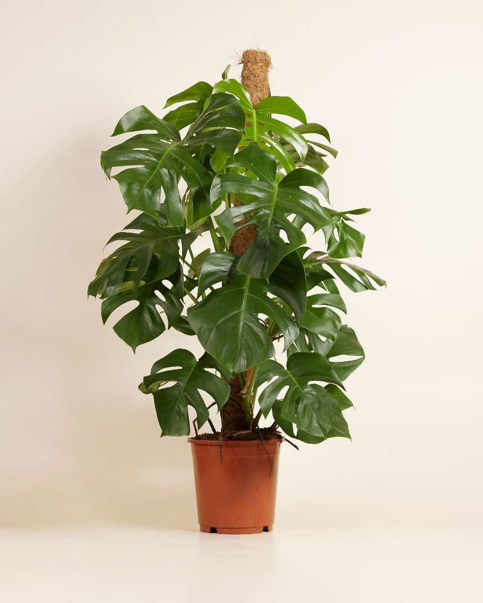 Monstera Deliciosa مونستيرا (نبات داخلي) – NABAT