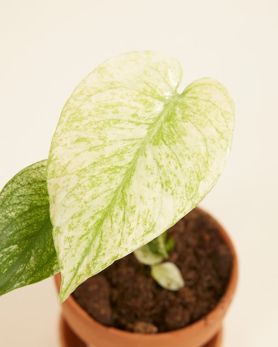 Baby Monstera Deliciosa Mint
