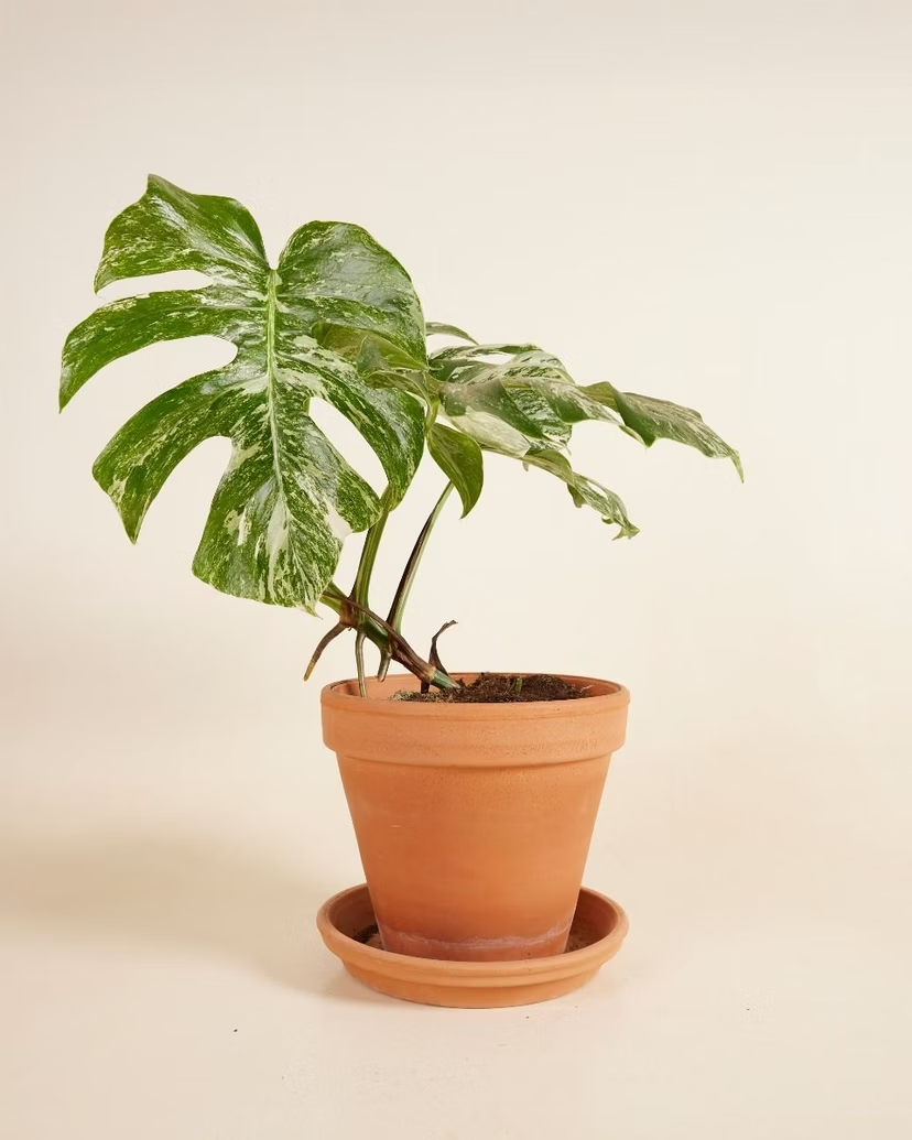 Monstera Variegated مونستيرا فاريغيتد مبرقشة
