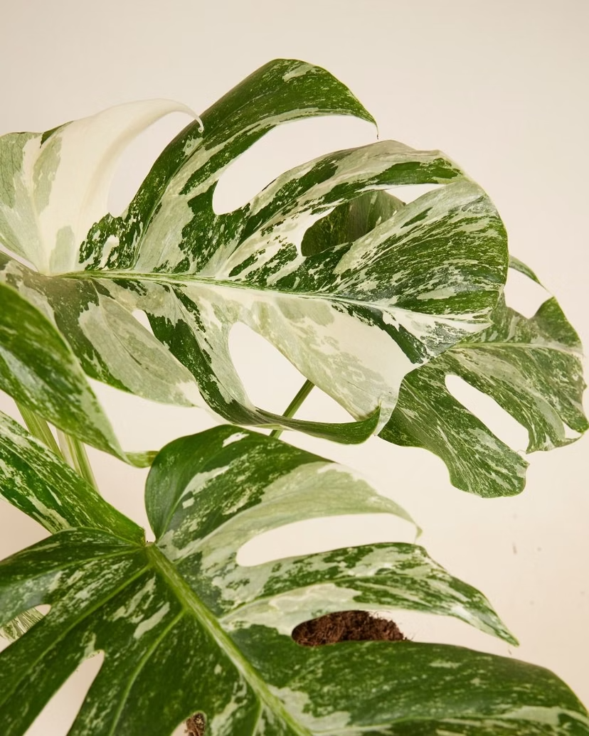 Monstera Variegated مونستيرا فاريغيتد مبرقشة