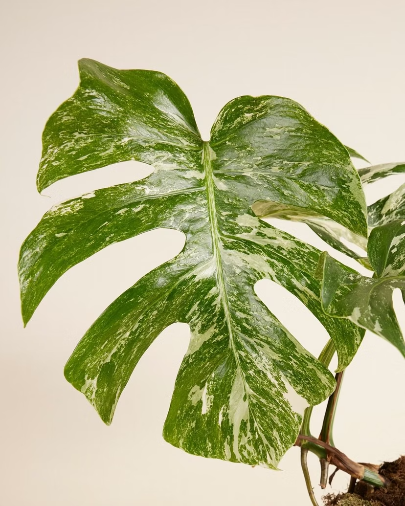 Monstera Variegated مونستيرا فاريغيتد مبرقشة