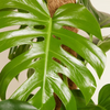 Monstera Deliciosa مونستيرا