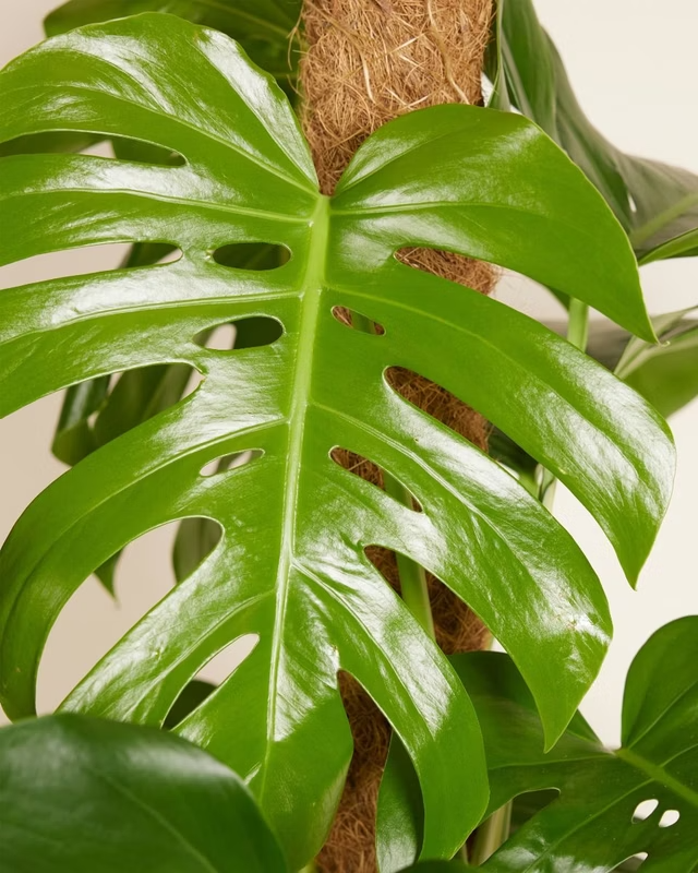 Monstera Deliciosa مونستيرا (نبات داخلي)