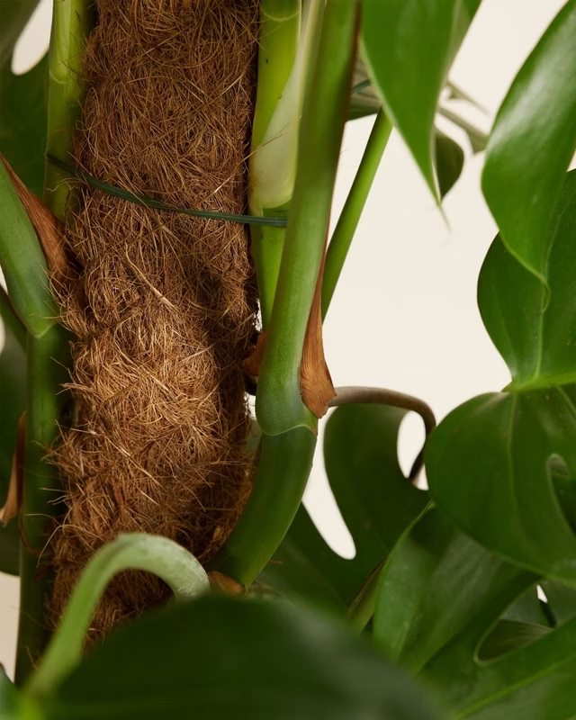 Monstera Deliciosa مونستيرا (نبات داخلي)